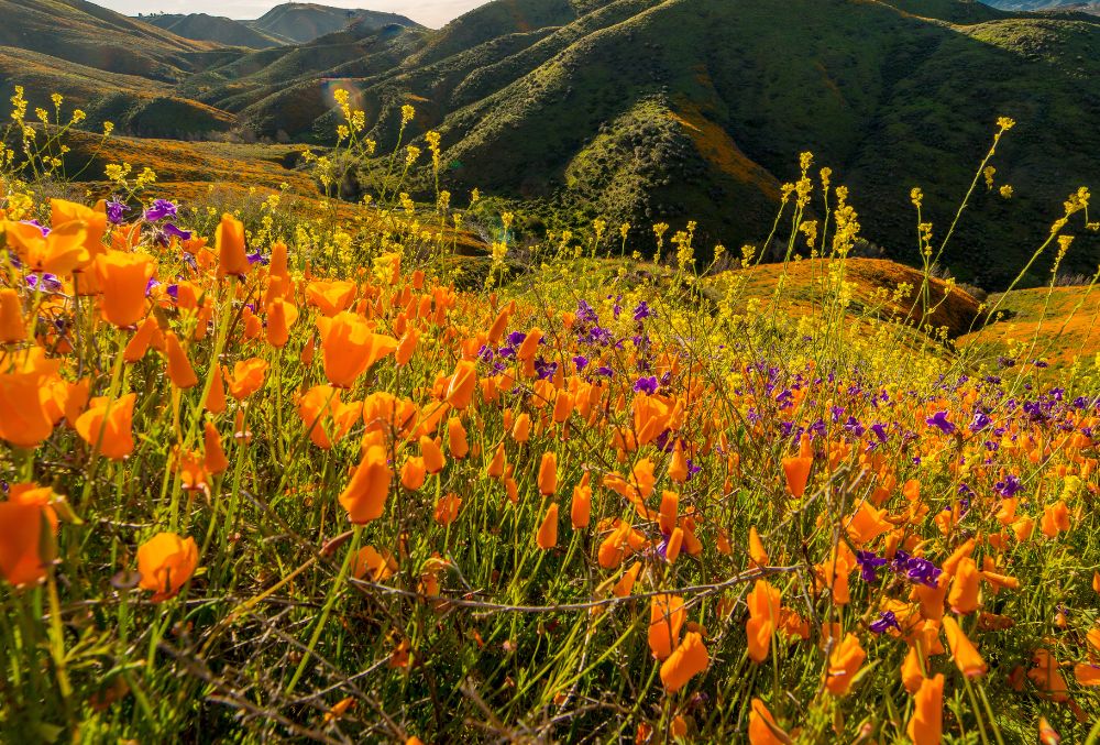 Discover Super Blooms