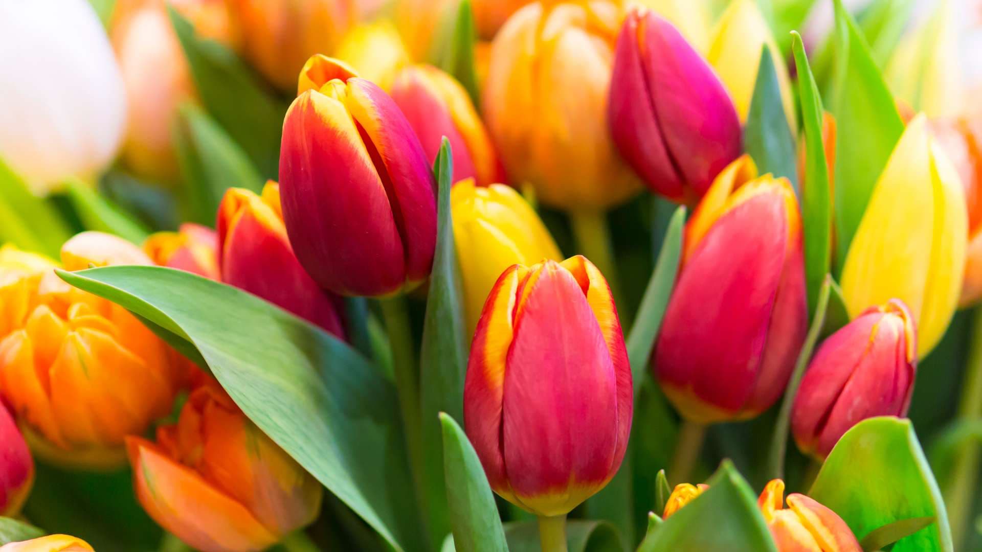 Tulips West Palm Beach Florist