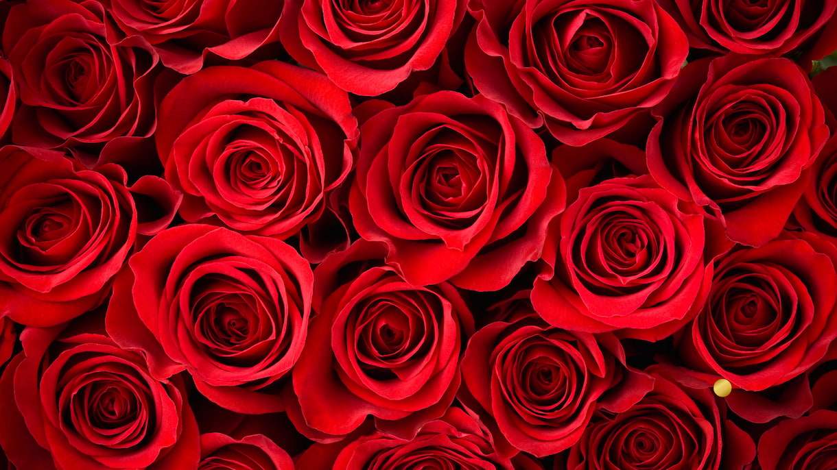 Why Red Roses Are the Symbol of Valentine’s Day: A Timeless Love Story