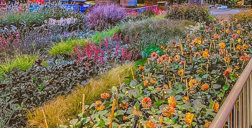 Design Inspiration at the 2025 Philadelphia Flower Show