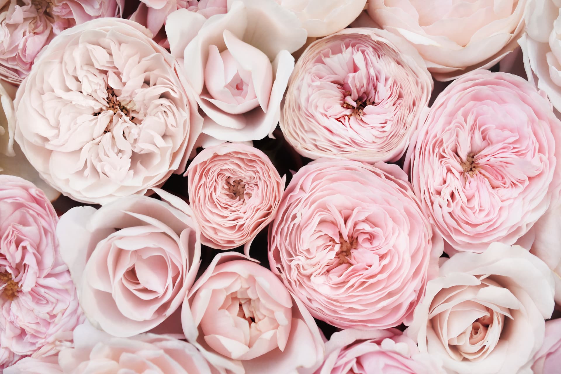 National Rose Month: Celebrating the Queen of Flowers